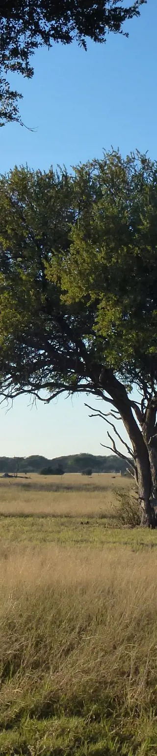 Eintauchen in die Tierwelt im Hwange Nationalpark